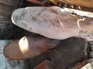 Porci de vânzare  pentru Crăciun vii sau sferturi