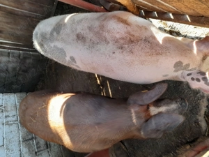 Porci de vânzare  pentru Crăciun vii sau sferturi  - imagine 2