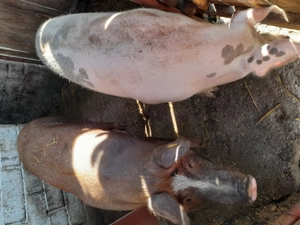 Porci de vânzare  pentru Crăciun vii sau sferturi  - imagine 5