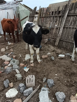 Taure de vânzare  - imagine 2