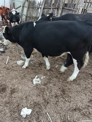 Taure de vânzare  - imagine 3