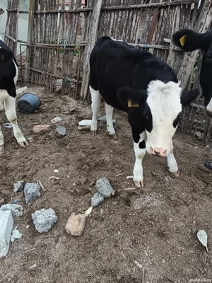 Taure de vânzare  - imagine 5