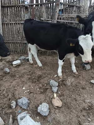 Taure de vânzare  - imagine 4