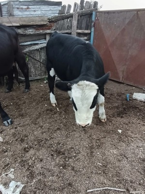 Taure de vânzare  - imagine 2