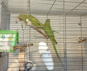 De vânzare pereche adultă papagali Micul Alexandru - imagine 4