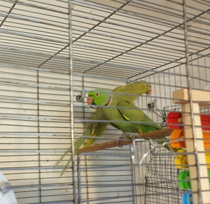 De vânzare pereche adultă papagali Micul Alexandru - imagine 2