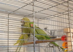 De vânzare pereche adultă papagali Micul Alexandru