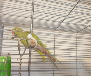 De vânzare pereche adultă papagali Micul Alexandru - imagine 3