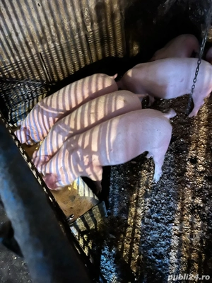 Porci de vanzare - imagine 3 Porci de vanzare - imagine 3