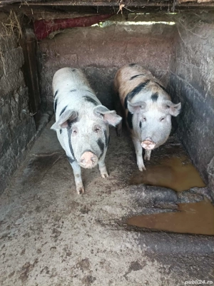 Porci de vânzare 