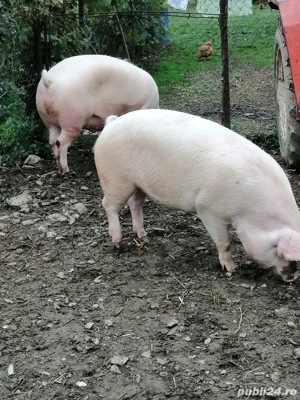 Porci de vanzare - imagine 2 Porci de vanzare - imagine 2