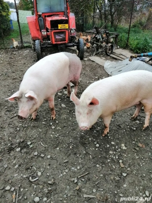 Porci de vanzare