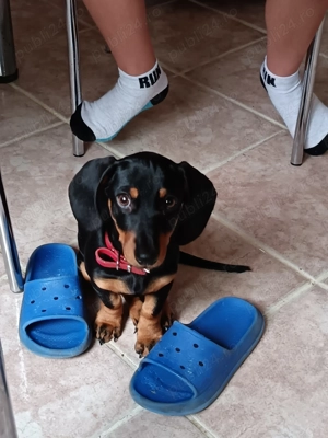 Teckel femelă 4 luni  - imagine 2