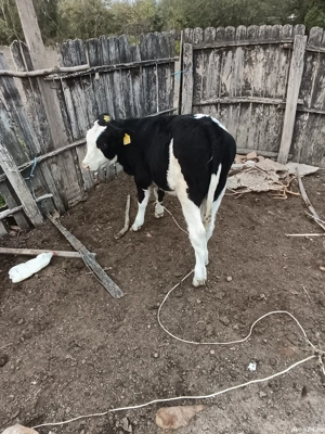 Vitea de vânzare  - imagine 2