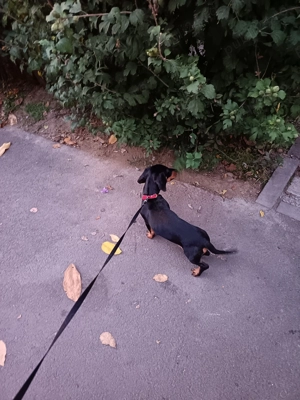 Teckel femelă 4 luni 