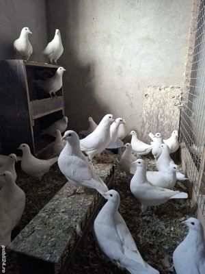 Vand porumbei rasa Hubble 