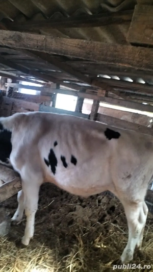 vand vitel - imagine 2