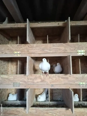 Vand porumbei rasa Hubble  - imagine 3