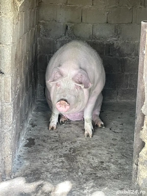 Porci grași de vânzare rasa pietrean și marele alb