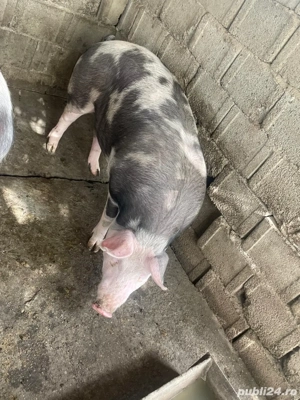Porci grași de vânzare rasa pietrean și marele alb - imagine 5 Porci grași de vânzare rasa pietrean și marele alb - imagine 5