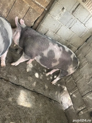 Porci grași de vânzare rasa pietrean și marele alb - imagine 2 Porci grași de vânzare rasa pietrean și marele alb - imagine 2