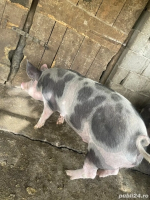 Porci grași de vânzare rasa pietrean și marele alb - imagine 4 Porci grași de vânzare rasa pietrean și marele alb - imagine 4