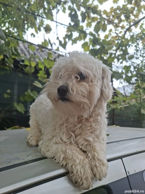 vand caine bischon - imagine 2