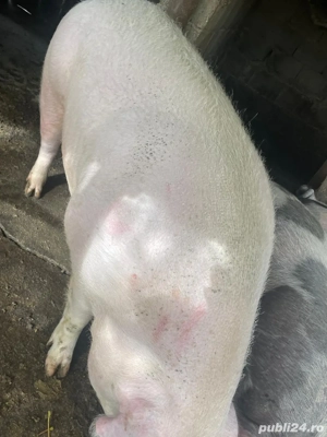 Porci grași de vânzare rasa pietrean și marele alb - imagine 3 Porci grași de vânzare rasa pietrean și marele alb - imagine 3
