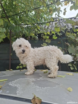 vand caine bischon - imagine 4