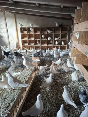 Vand porumbei rasa Hubble  - imagine 4