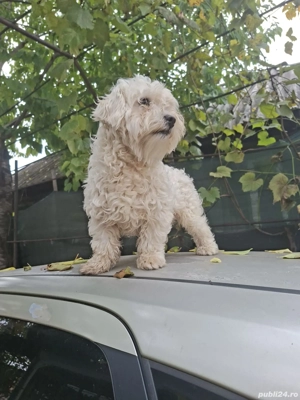 vand caine bischon - imagine 3