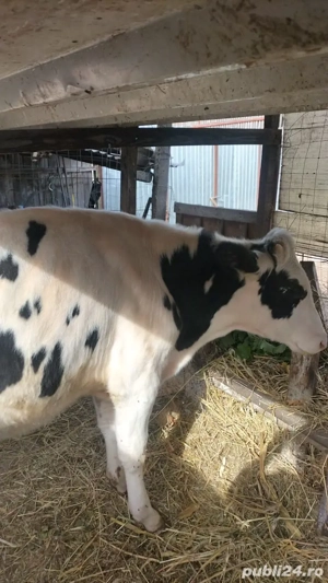 vand vitel - imagine 3