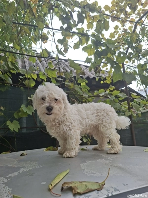 vand caine bischon - imagine 5