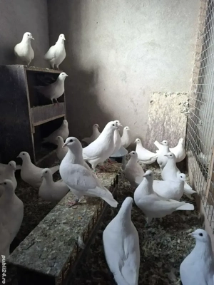 Vand porumbei rasa Hubble  - imagine 2