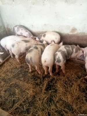 porci de vanzare - imagine 2