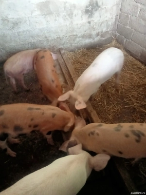 porci de vanzare