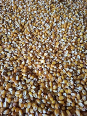 Vand porumb bob mic sticlos