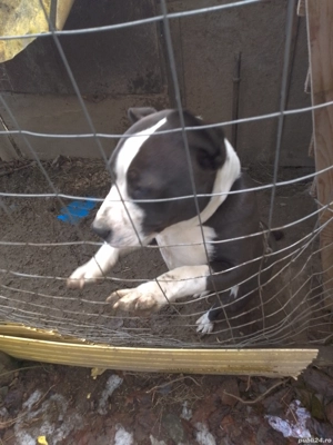 Amstaff de vânzare  - imagine 2