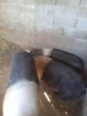 Vand 3  porci bazna cu rezervare pt Craciun intre 130-160 kg - imagine 2