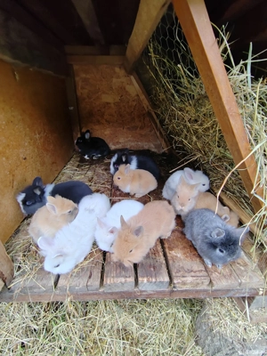 Vând iepurasi pitici diverse culori  - imagine 2