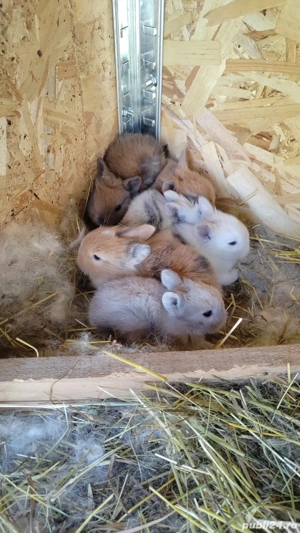 Vând iepurasi pitici diverse culori  - imagine 3