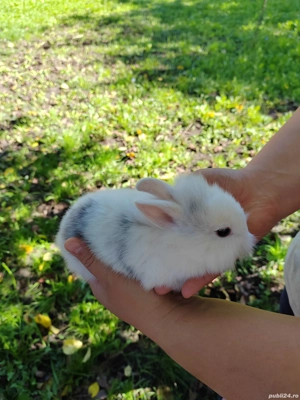 Vând iepurasi pitici diverse culori