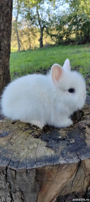 Vând iepurasi pitici diverse culori  - imagine 4