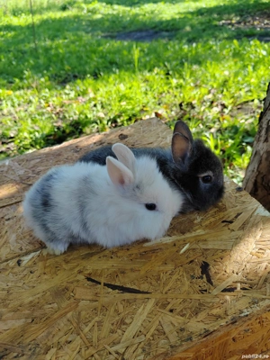 Vând iepurasi pitici diverse culori  - imagine 5