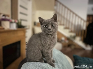 Pisicuta British Shorthair