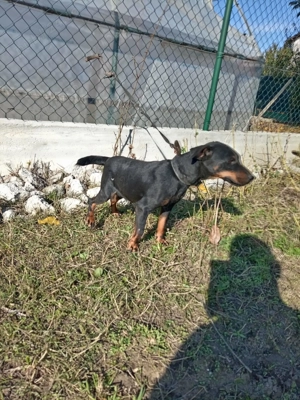 Jachterrier femela vârstă 2 ani  - imagine 2