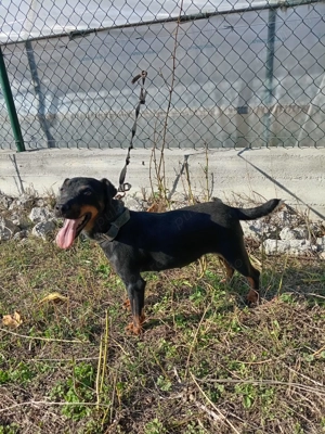 Jachterier femela foarte activa  - imagine 5