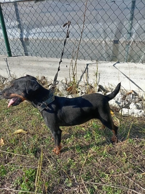 Jachterrier femela vârstă 2 ani  - imagine 3