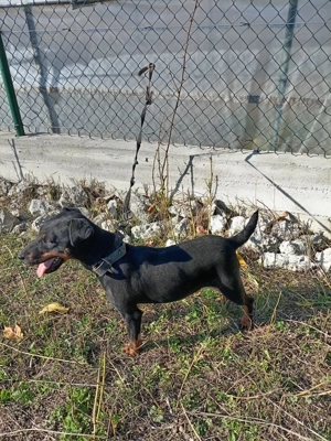 Jachterier femela foarte activa 