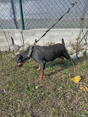 Jachterrier femela vârstă 2 ani